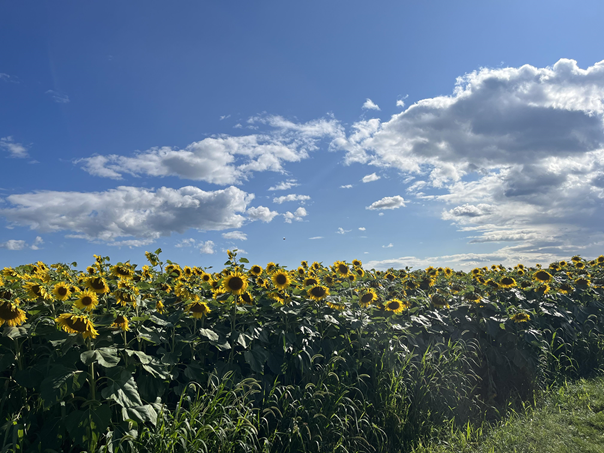 Med sunflower pic